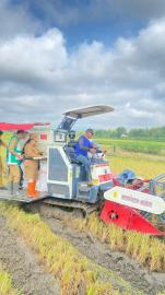 Panen Raya Padi MT I di Bulak Tahunan Bulurejo Dihadiri Bupati Gunungkidul